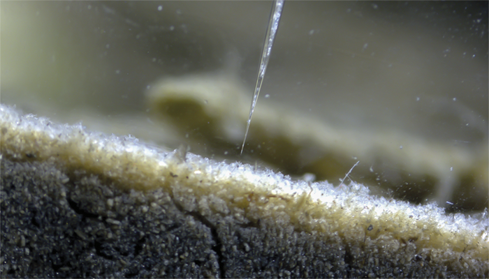 Zeiss microscope photo