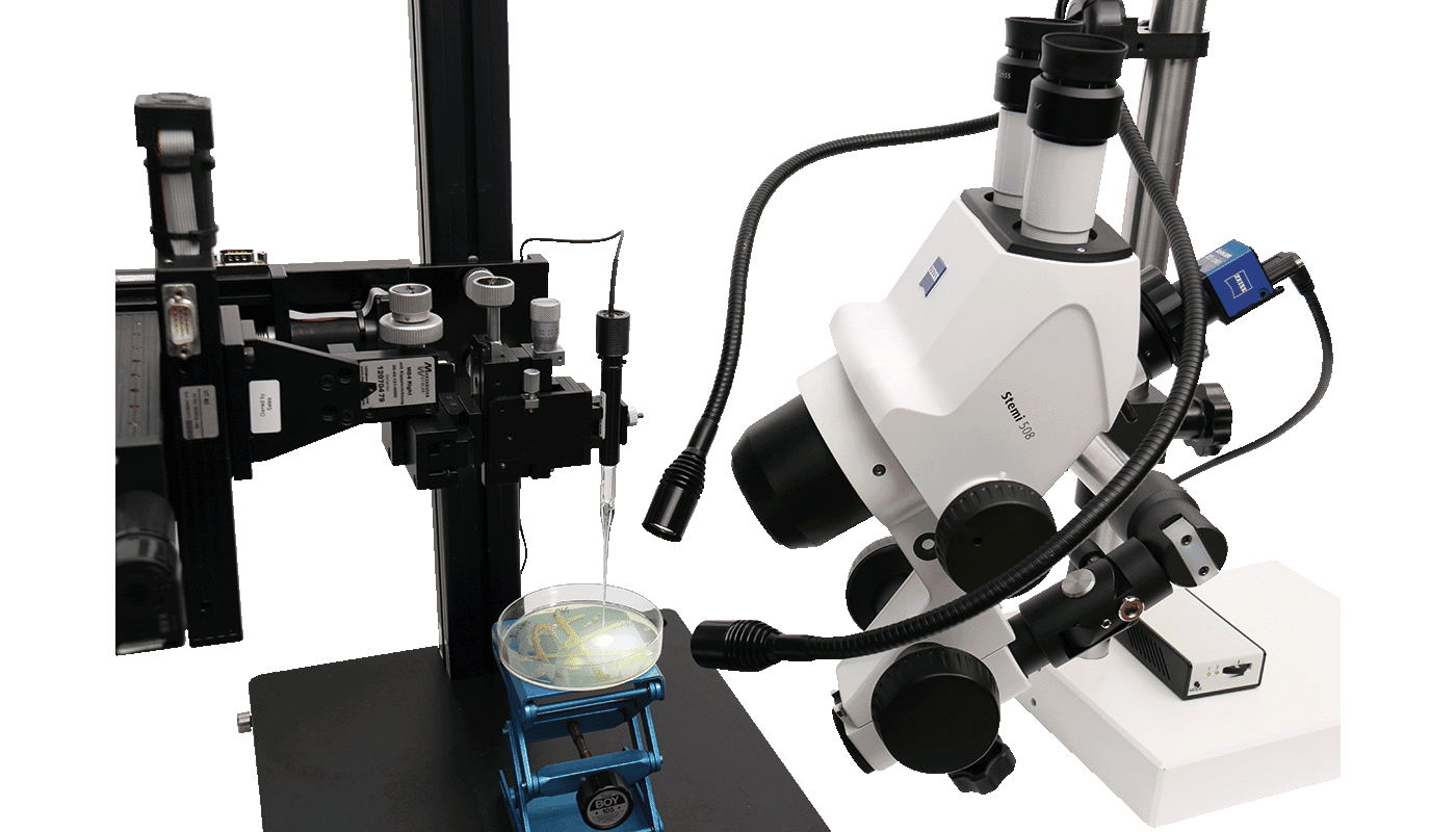 Zeiss microscope