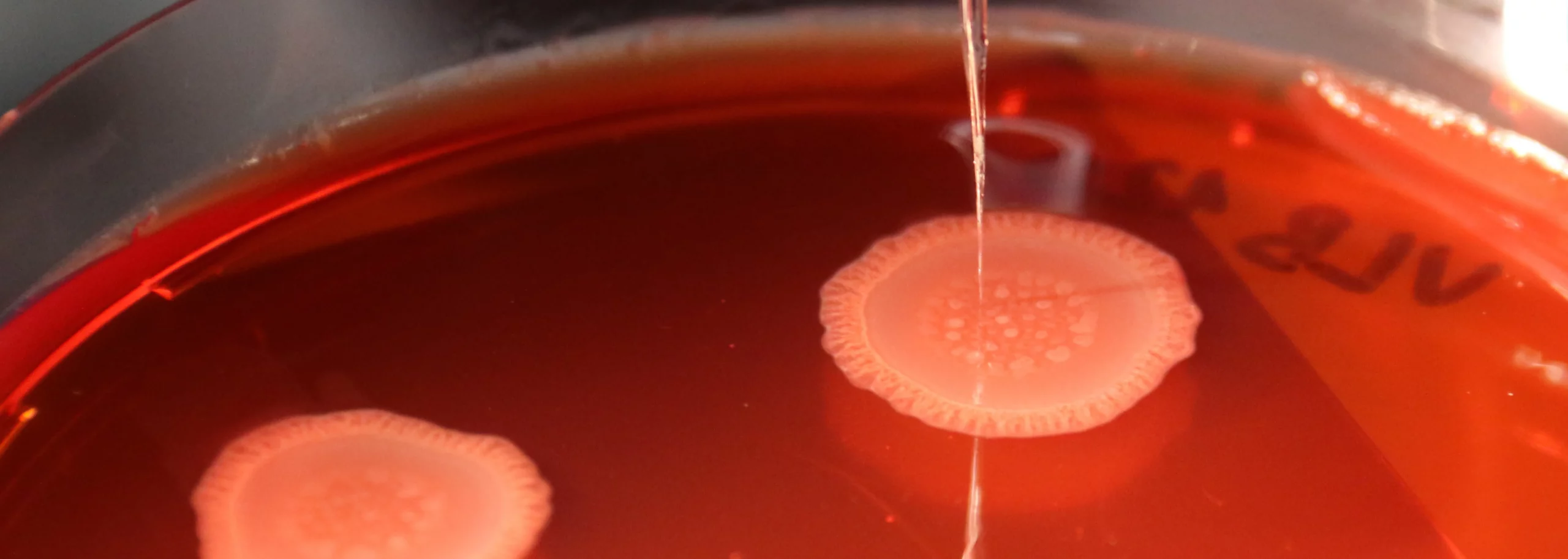 Biofilm P. Aeruginosa_Cover_Application notes_1680x600px