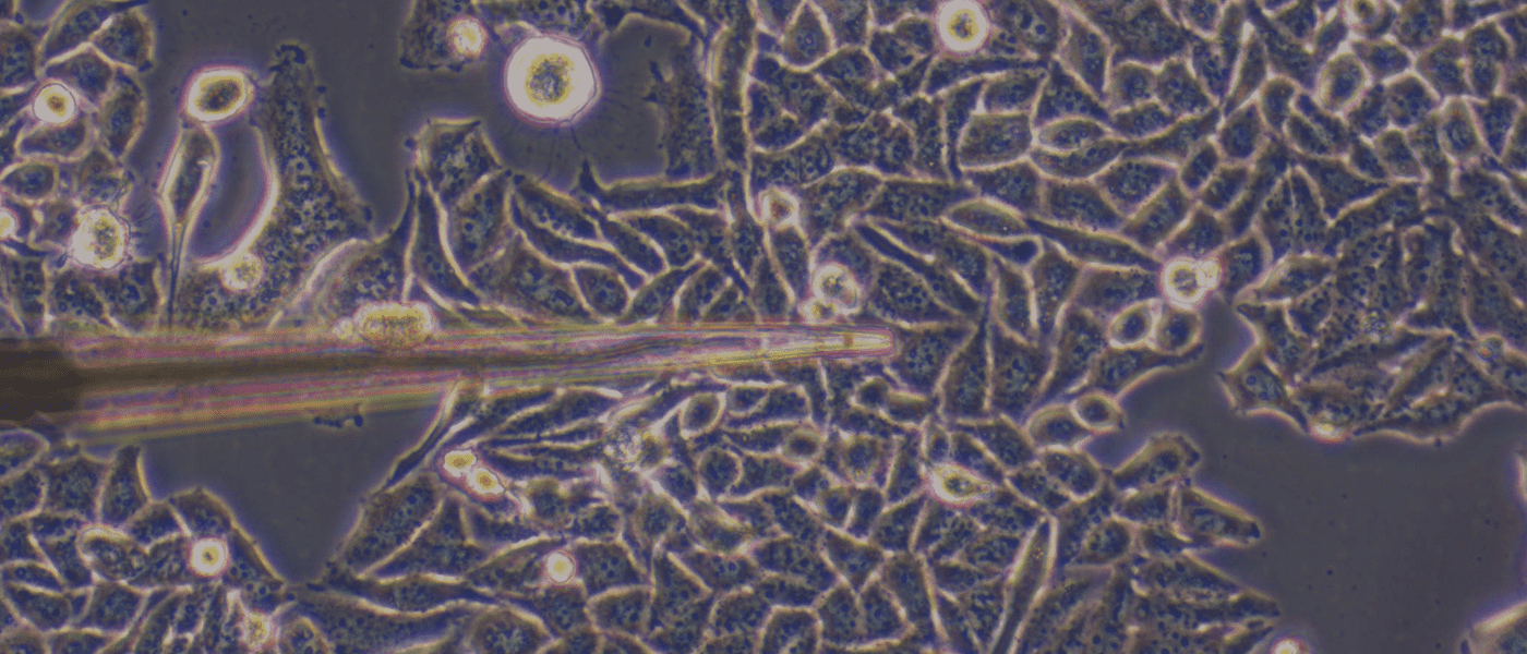 Cell culture profiling