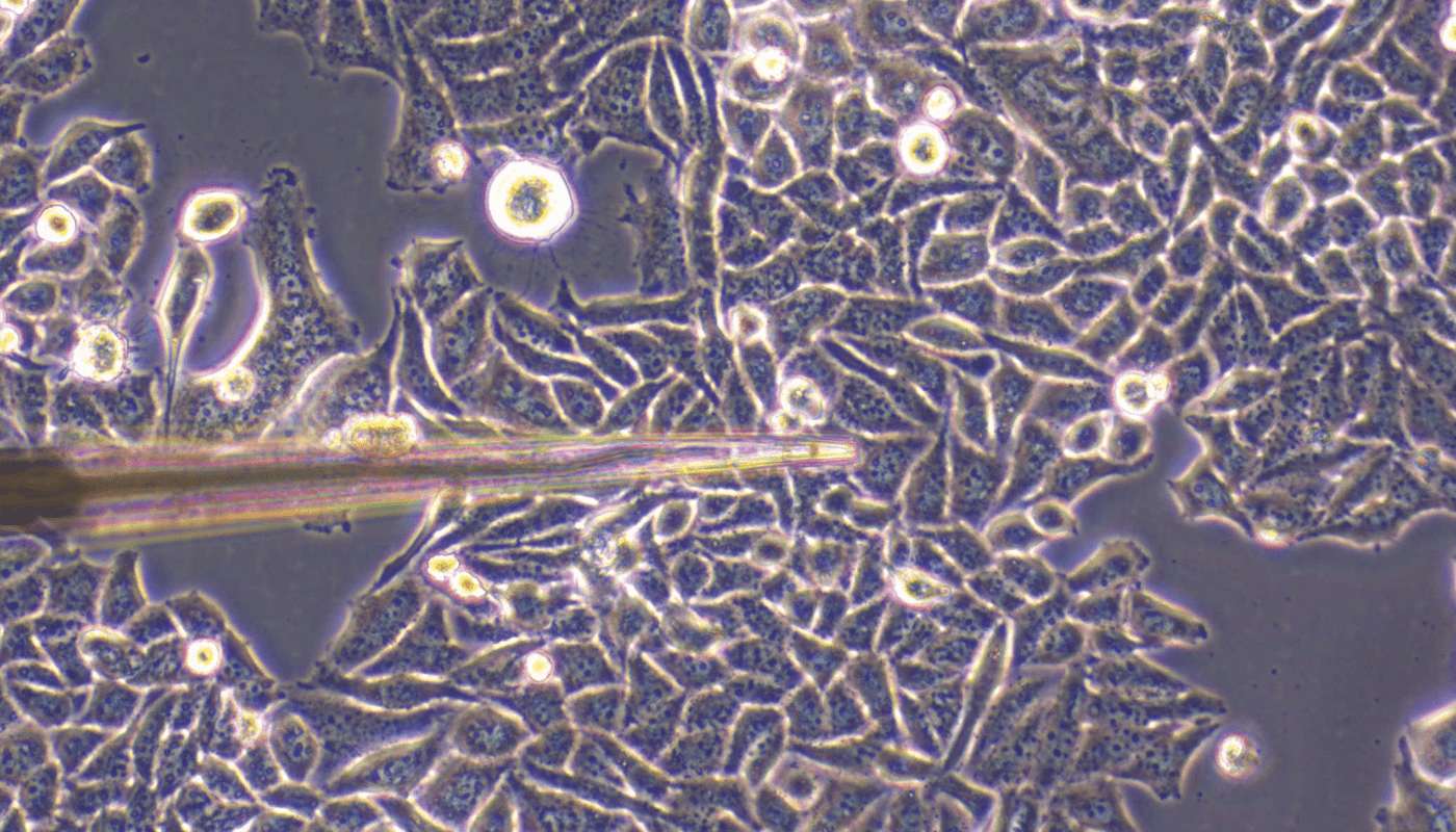 Cell culture profiling_1400x800