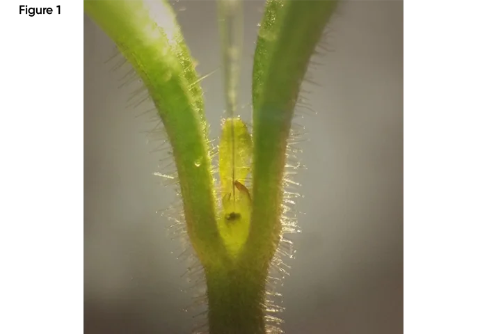 Fig1_Plant shoot apical meristem_700x480