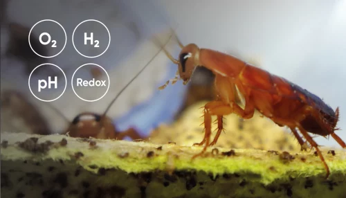 Gut of insects_Button Images_Application notes_700x400