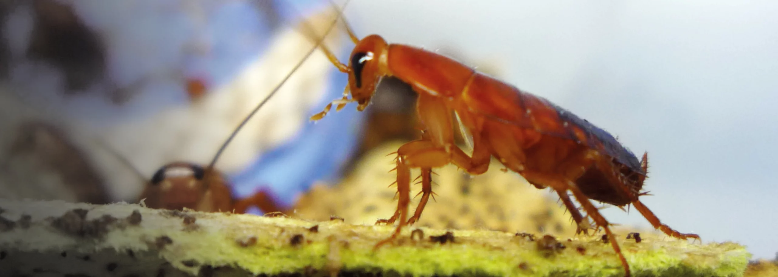 Gut of insects_Cover_Application notes_1680x600px