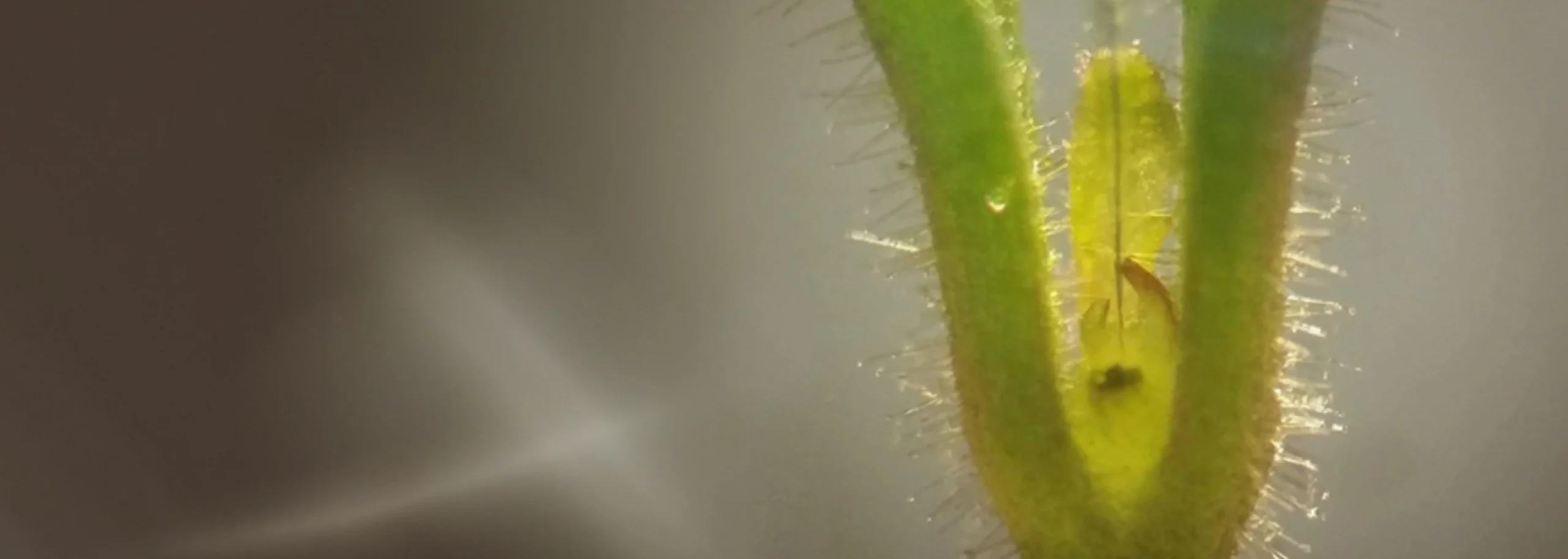 Hypoxia in shoot apical meristem_Cover_Application notes_1680x600px