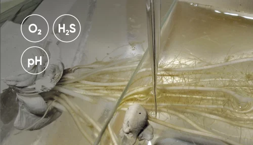 Sensor measuring in rhizosphere