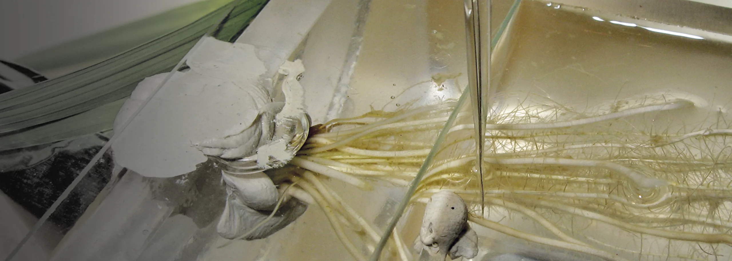 Measuring in Rhizosphere_Cover_Application notes_1680x600px