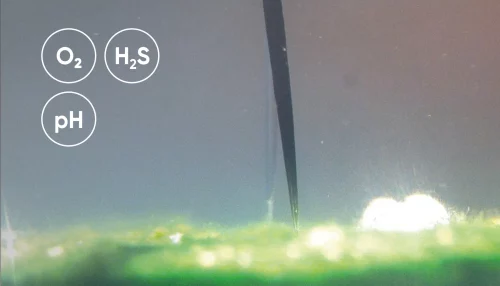 Measuring O2, H2S, pH in biofilm