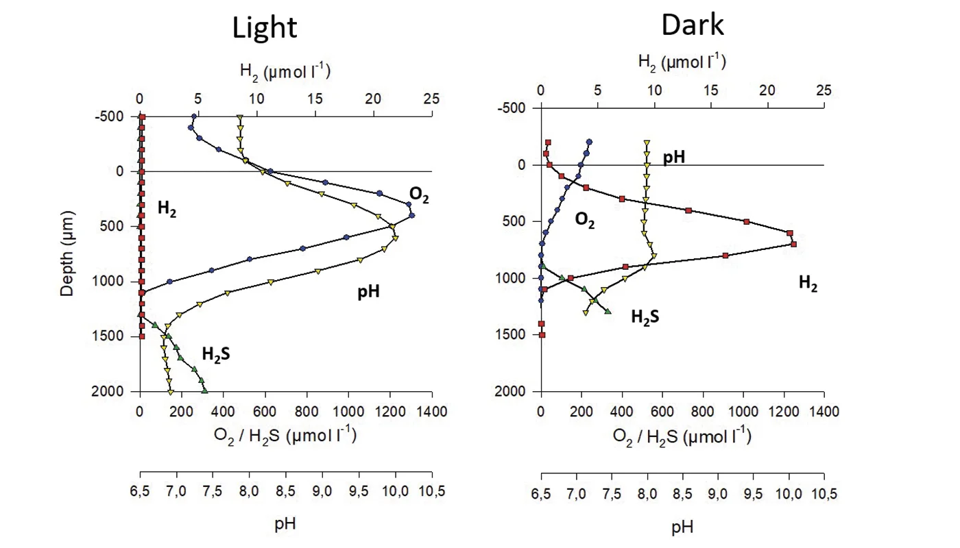 Photosynthetic biofilms fig_1400x800