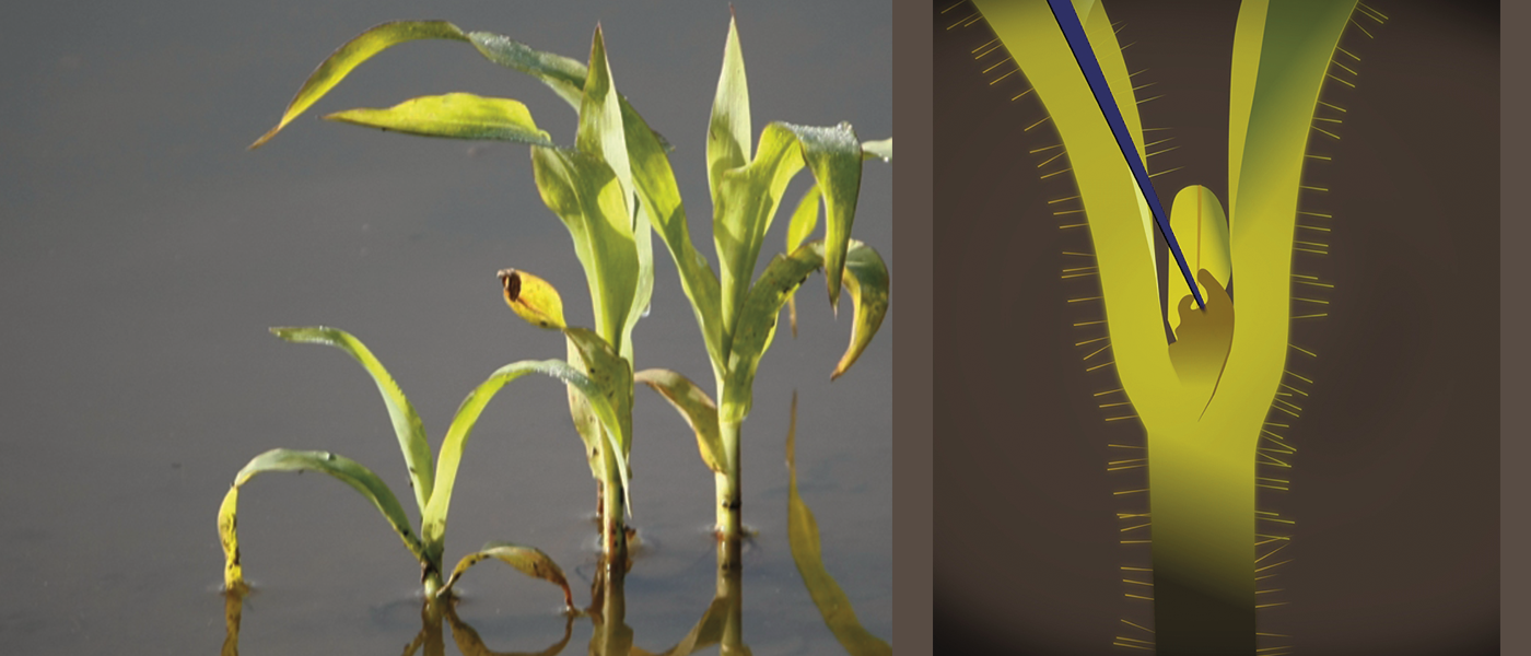 Hypoxia in shoot apical meristem
