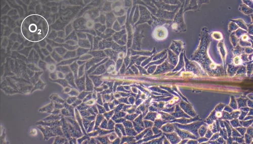 Neuroscience Voss_Button Images_Application notes_700x400