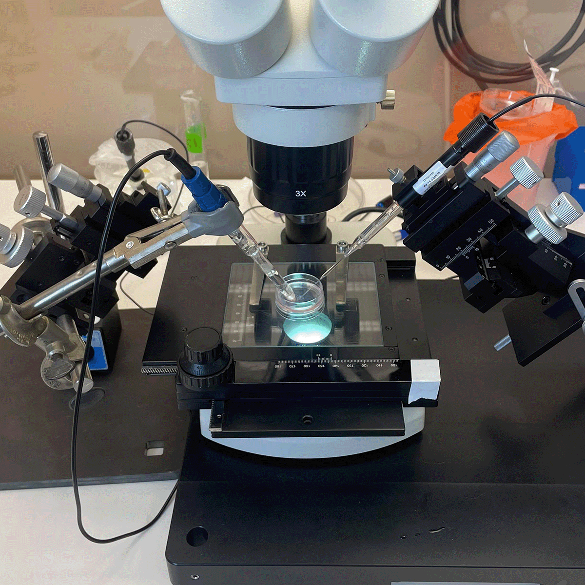 Laboratory setup pH measurement in organoid