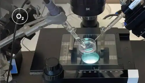 Organoids_Application notes_700x400